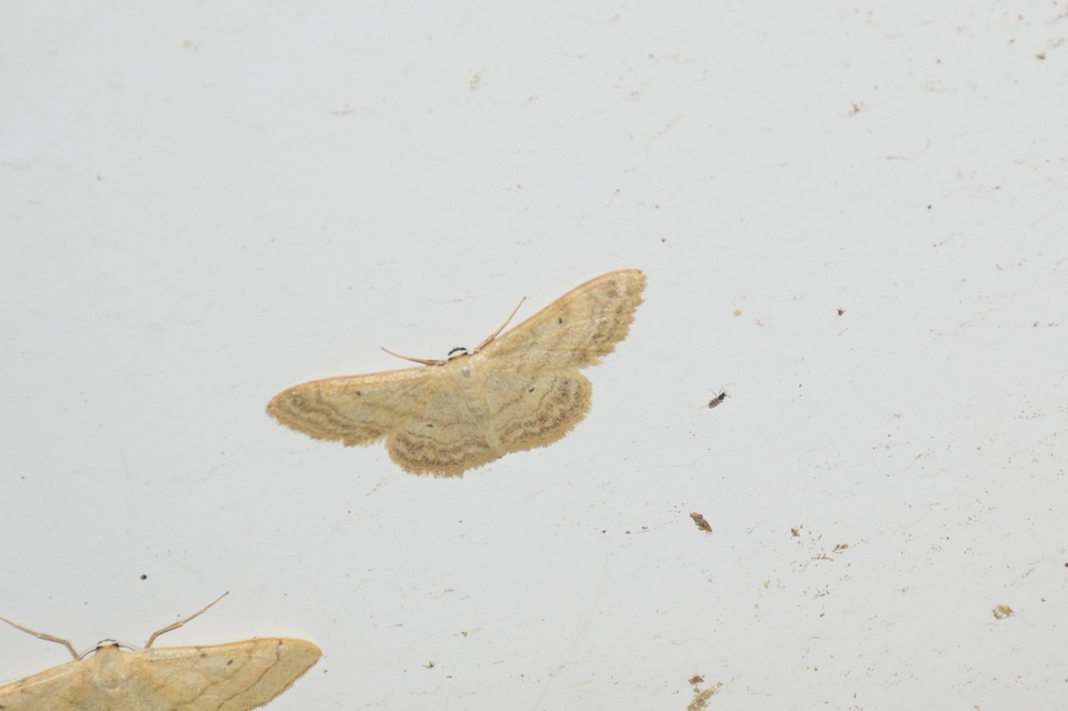 Idaea deversaria - egyszínű sávosaraszoló