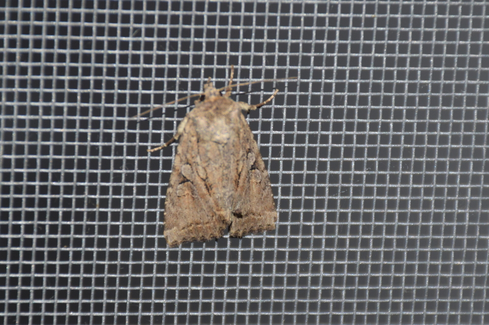 Apterogenum ypsillon - ipszilon-erdeibagoly