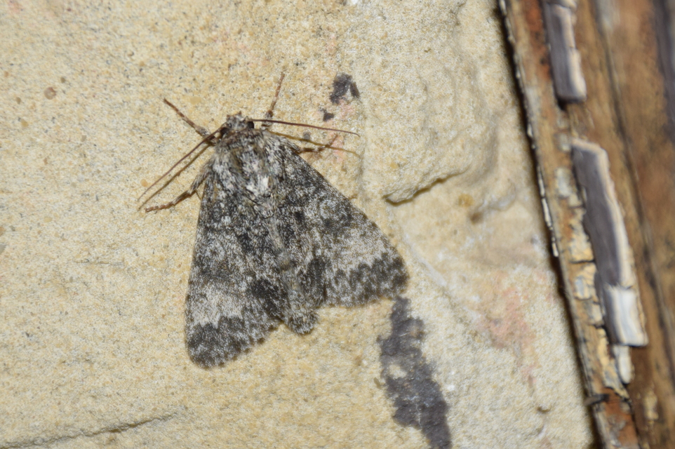 Acronicta megacephala - nagyfejű szigonyosbagoly