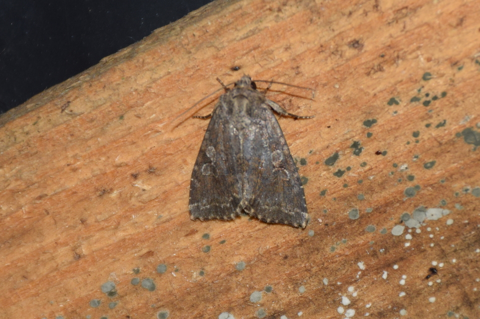 Apterogenum ypsillon - ipszilon-erdeibagoly