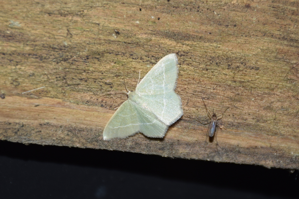 Chlorissa viridata - üdezöld araszoló