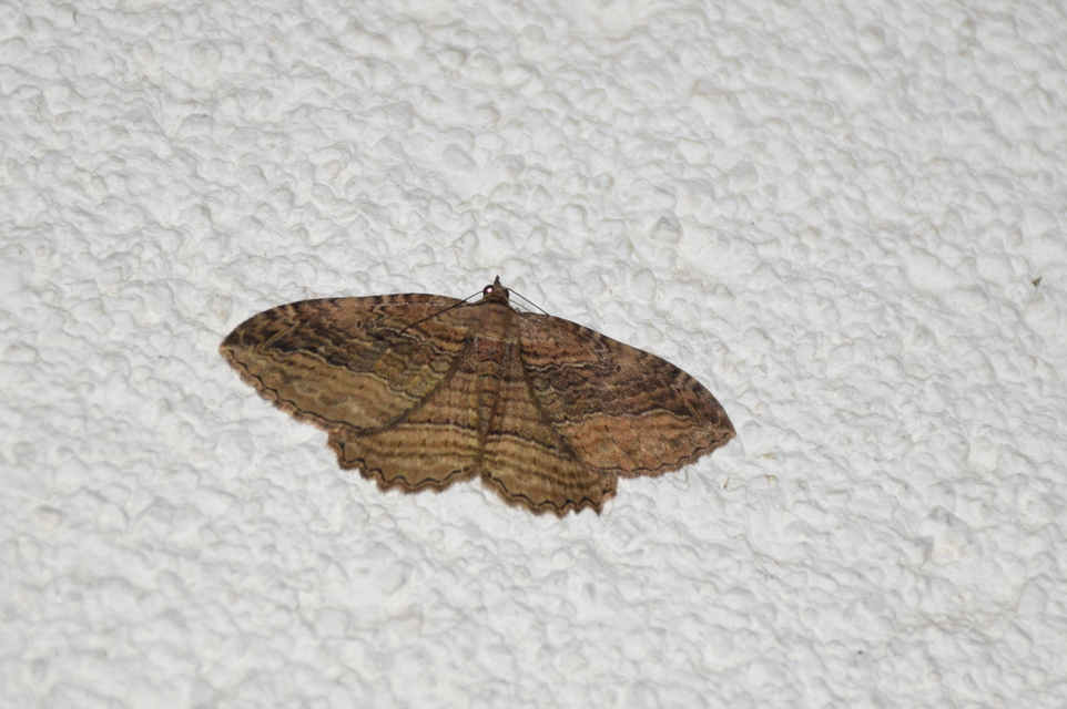 Philereme transversata - varjútövis-araszoló