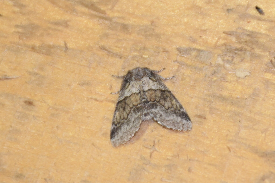 Gluphisia crenata - kormos púposszövő