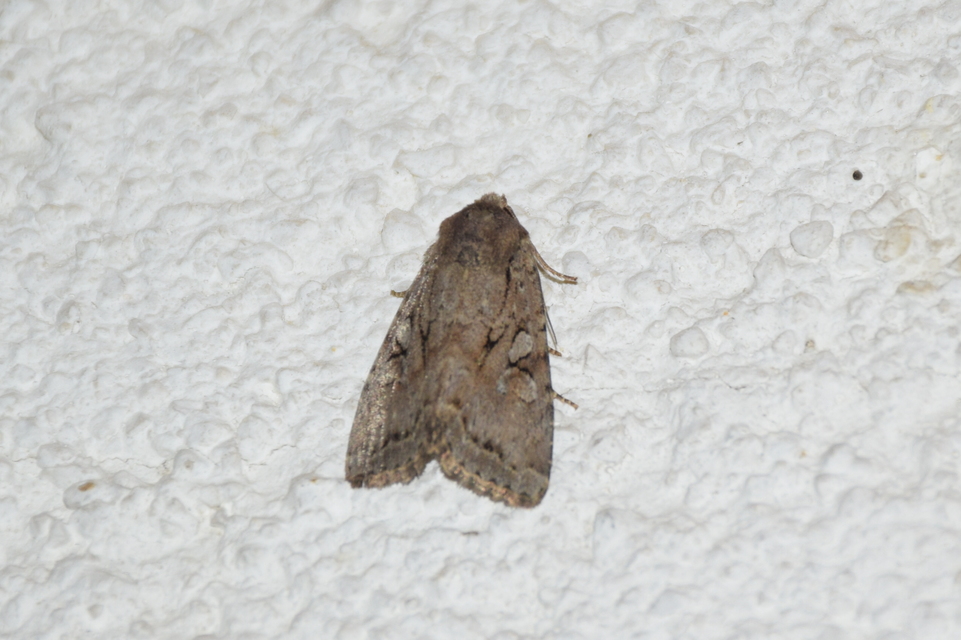 Apterogenum ypsillon - ipszilon-erdeibagoly