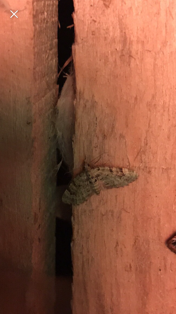 Chloroclystis v-ata - zöldes törpearaszoló