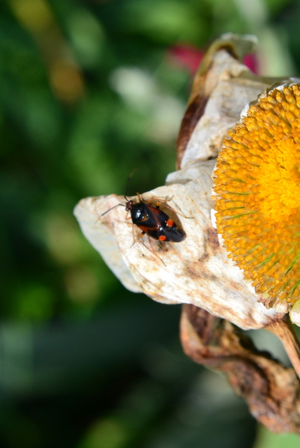 Deraeocoris ruber - vöröses mezeipoloska