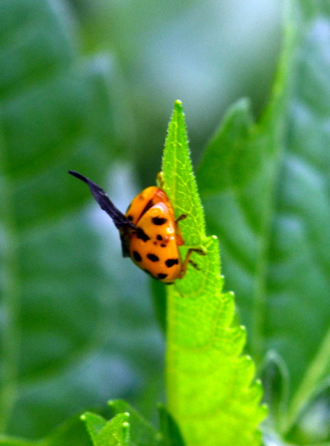 Harmonia axyridis - harlekinkatica