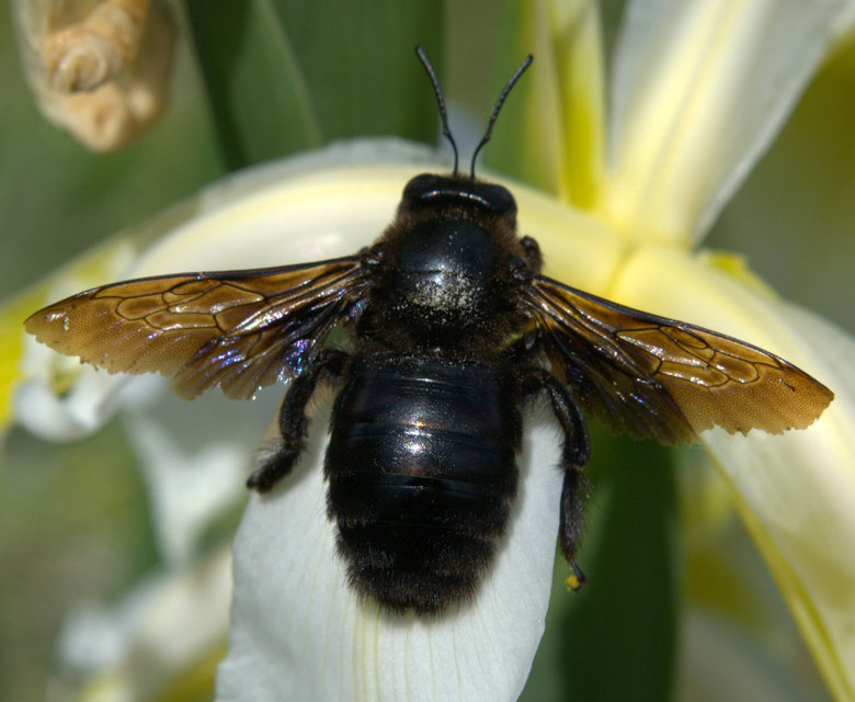 Xylocopa