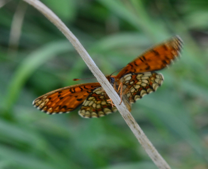 Melitaea athalia - közönséges tarkalepke