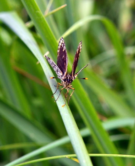 Heteropterus morpheus - tükrös busalepke