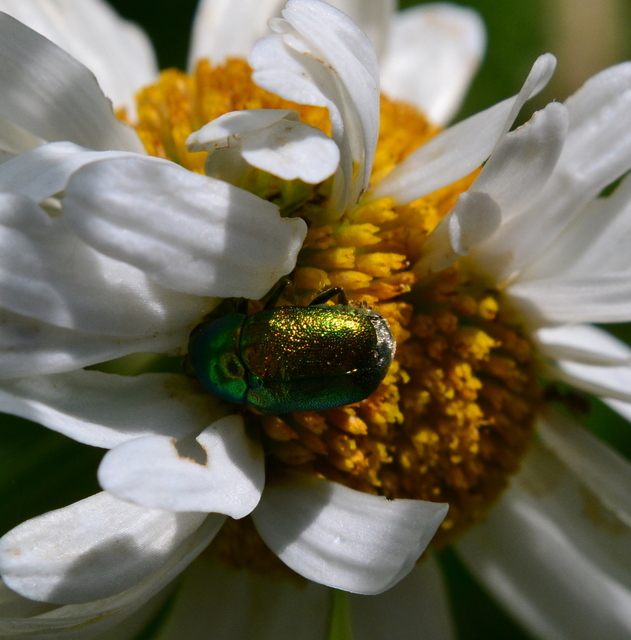 Cryptocephalus