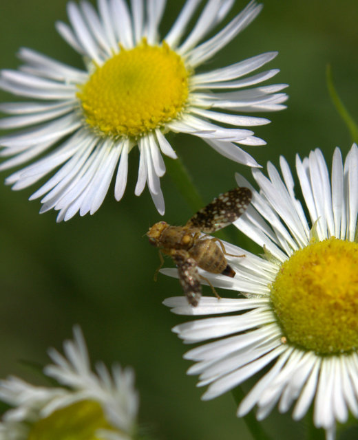 Tephritidae - fúrólégyfélék