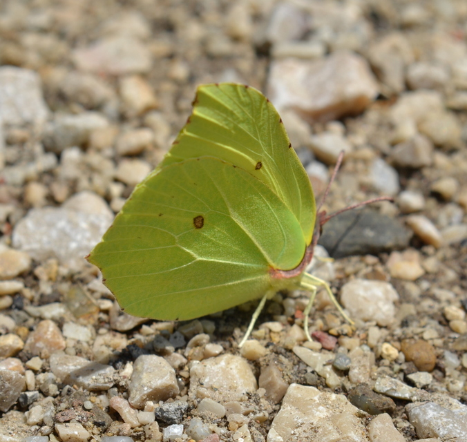 Gonepteryx rhamni - citromlepke