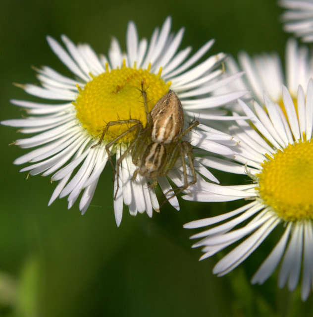 Oxyopes lineatus