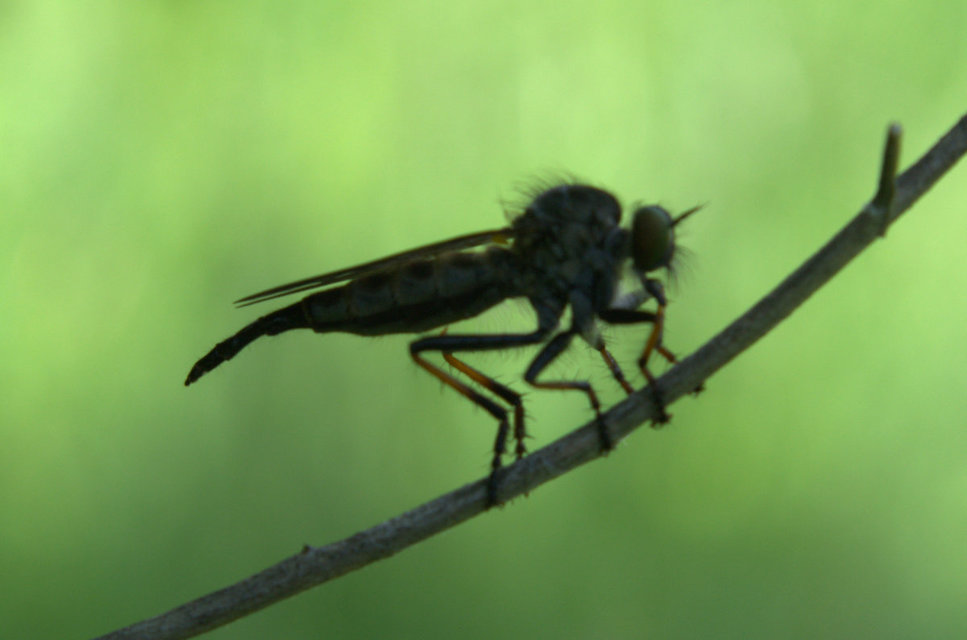 Neoitamus