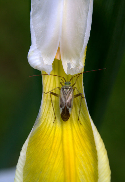 Adelphocoris lineolatus - lucernapoloska