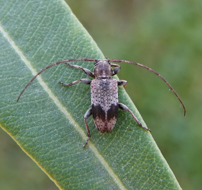 Exocentrus punctipennis - szilfa-rőzsecincér