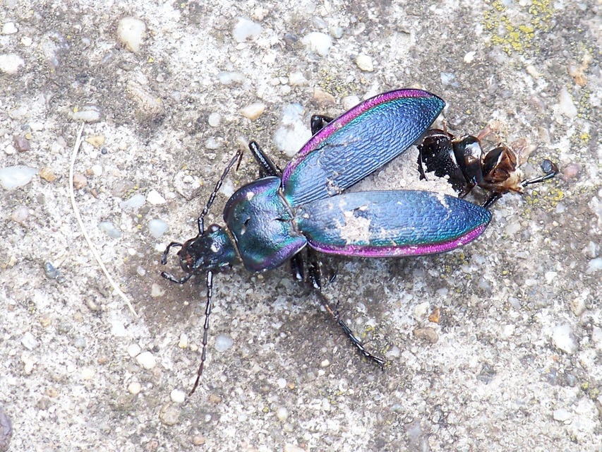 Carabus scheidleri jucundus - pompás változó futrinka