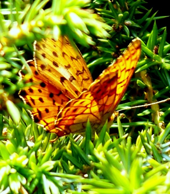 Brenthis daphne - málna-gyöngyházlepke Brenthis daphne - málna-gyöngyházlepke