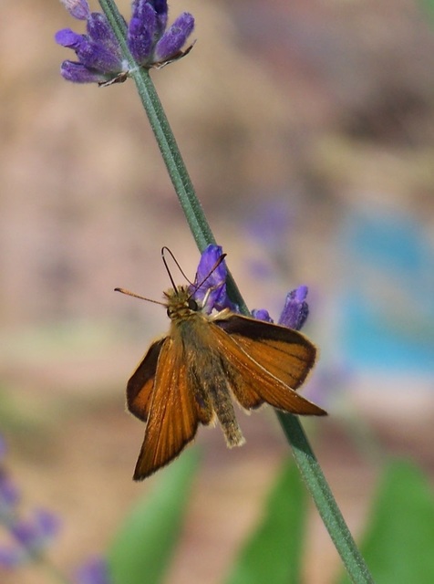 Thymelicus lineola - vonalas busalepke