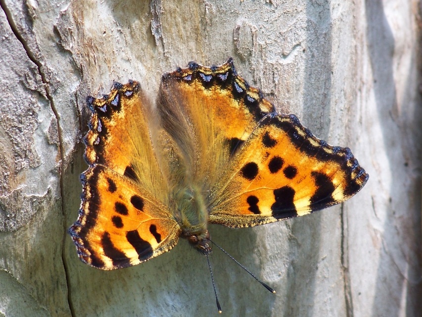 Nymphalis polychloros - nagy rókalepke