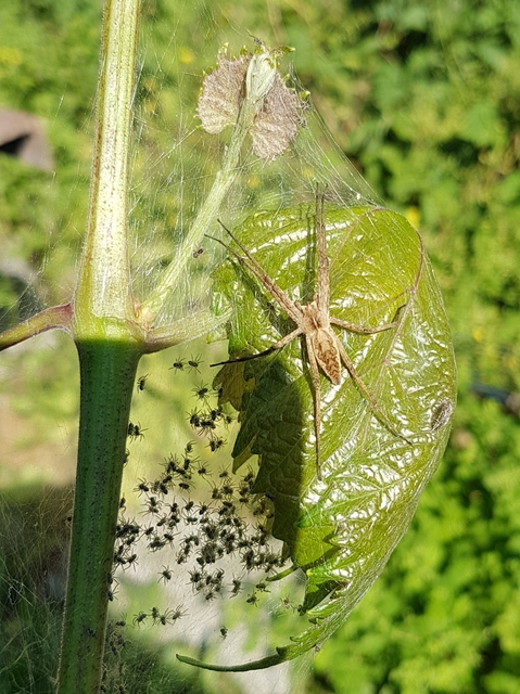 Pisaura mirabilis - csodáspók