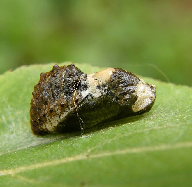 Satyrium pruni - szilvafa-csücsköslepke
