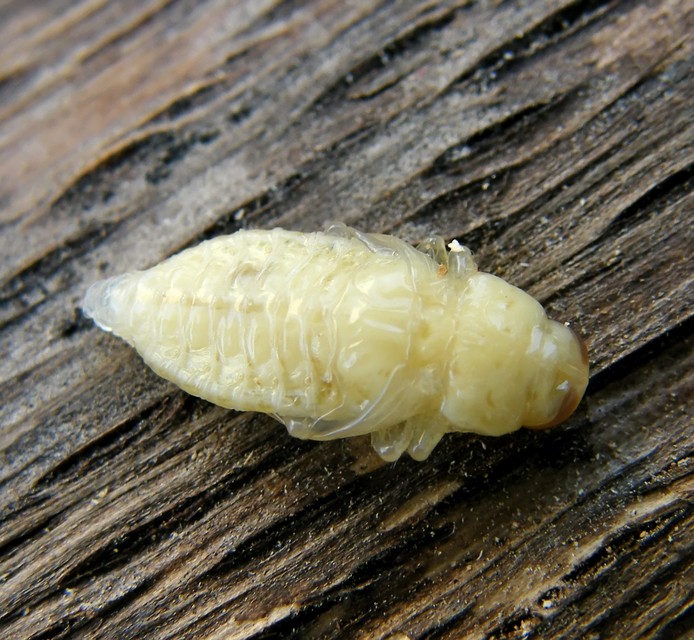 Chrysobothris affinis - aranypettyes díszbogár