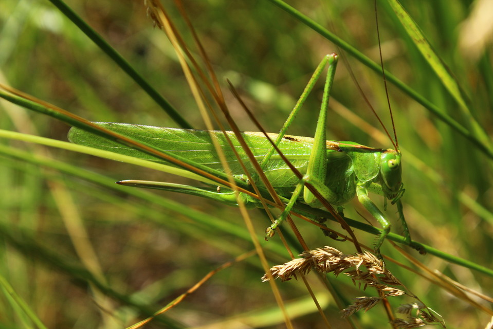 Tettigonia viridissima - zöld lombszöcske