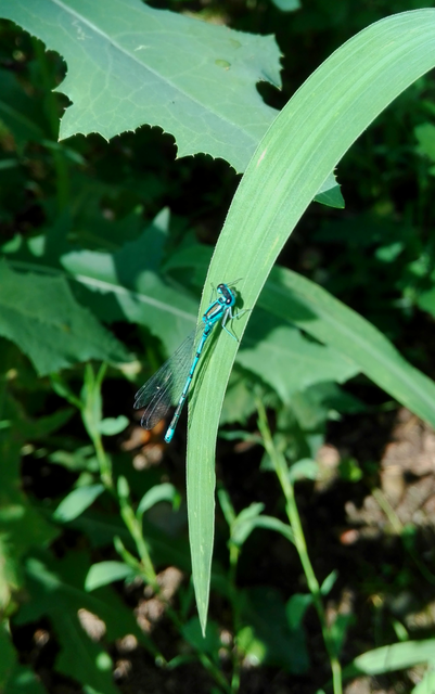 Coenagrion puella - azúrkék légivadász