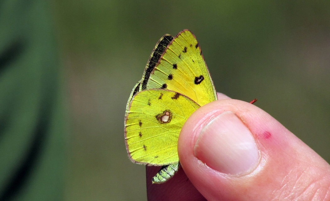 Colias chrysotheme - dolomit-kéneslepke