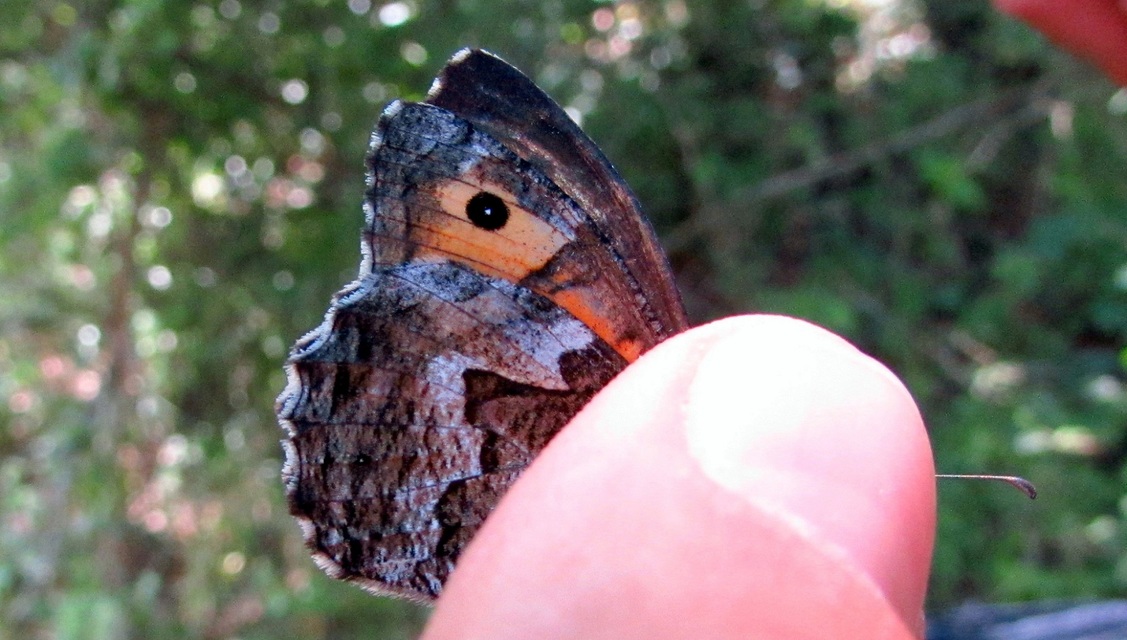 Hipparchia semele - barna szemeslepke