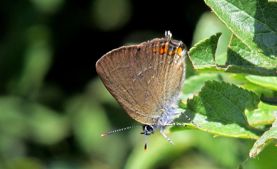 Satyrium acaciae - akác-csücsköslepke