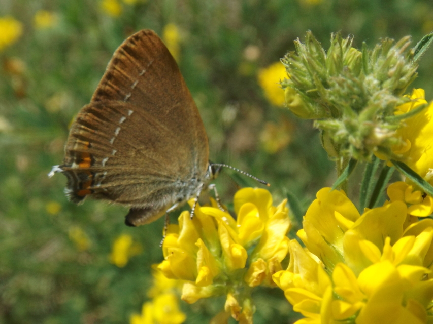 Satyrium acaciae - akác-csücsköslepke