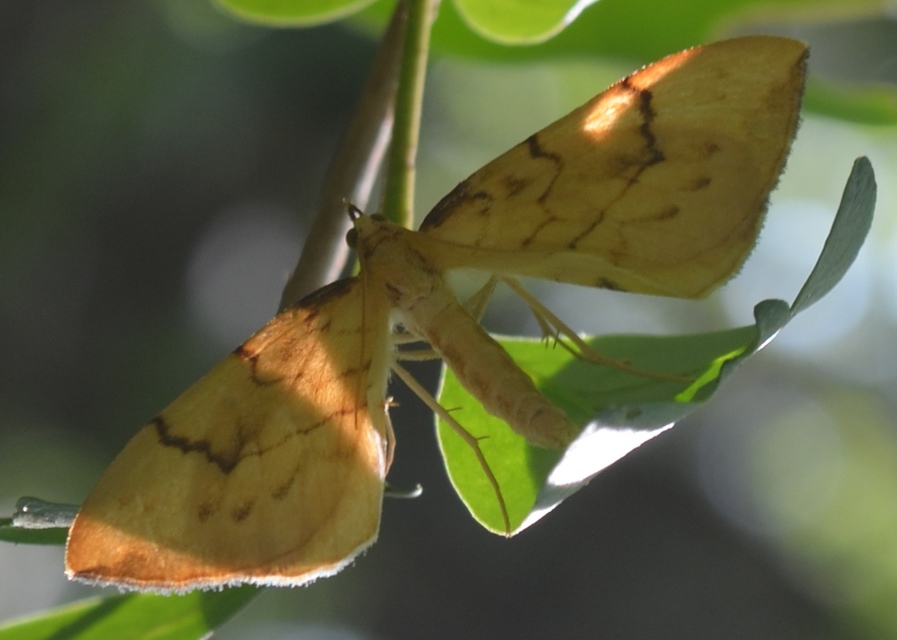 Eulithis pyraliata - sárga galajaraszoló