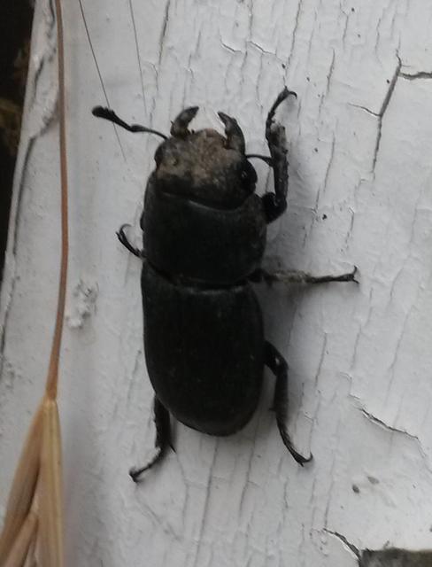 Dorcus parallelipipedus - kis szarvasbogár