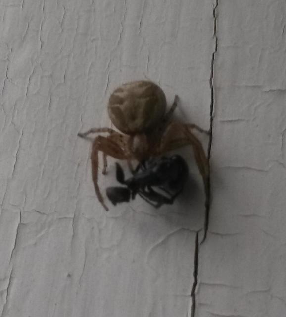 Xysticus