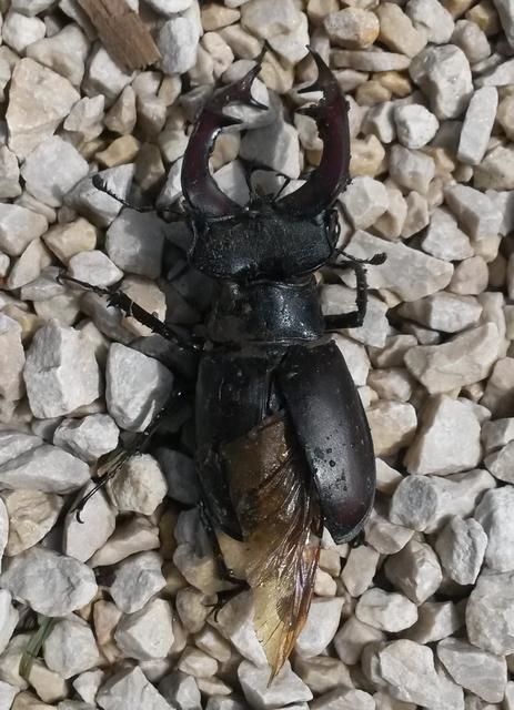 Lucanus cervus - nagy szarvasbogár
