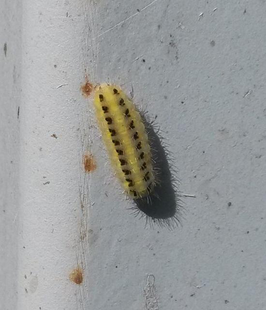 Zygaena