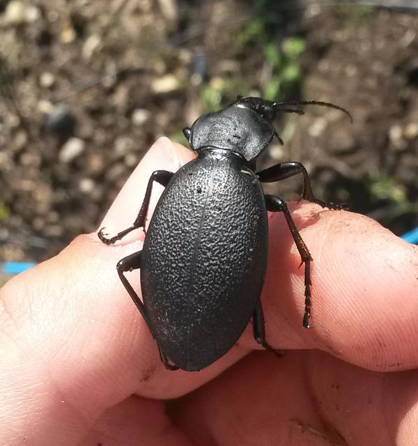 Carabus coriaceus - bőrfutrinka Carabus coriaceus - bőrfutrinka