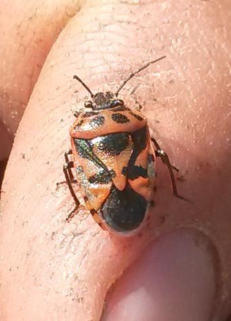 Eurydema ornata - díszespoloska Eurydema ornata - díszespoloska