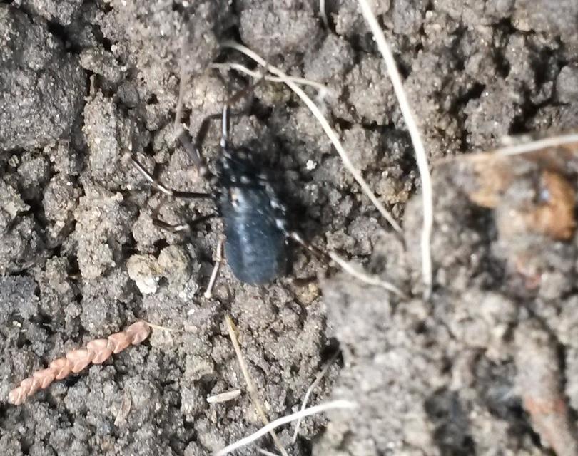 Egaenus convexus