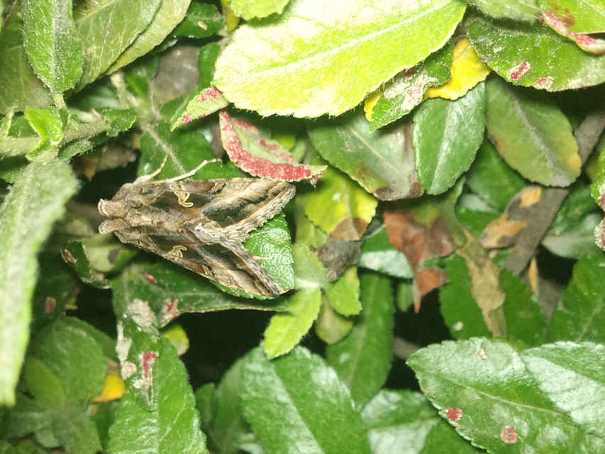 Autographa gamma - gammalepke