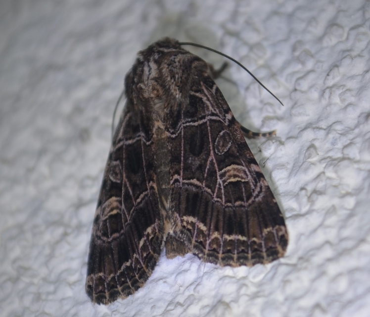 Heliophobus reticulata - fehéreres kertibagoly