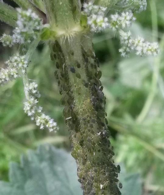 Aphididae - valódi levéltetvek
