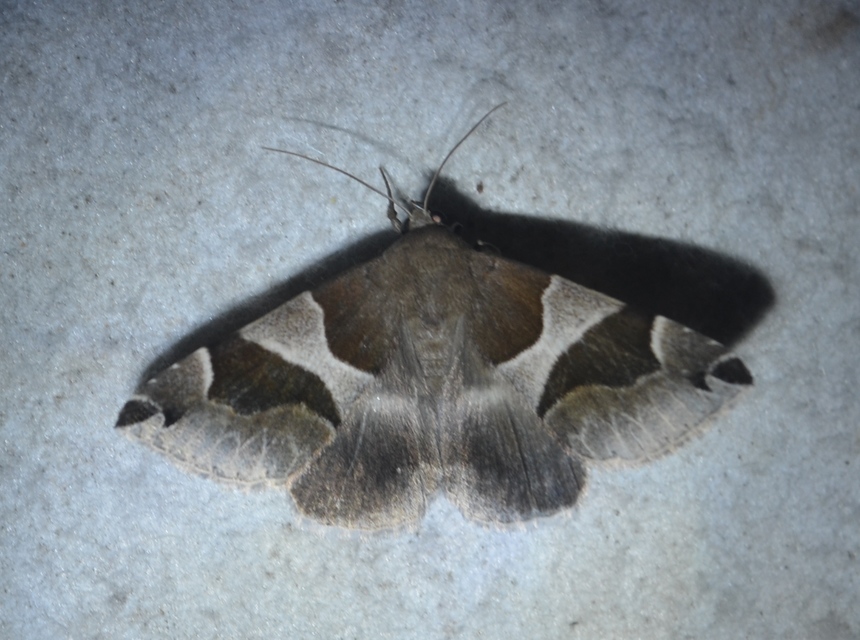 Dysgonia algira - déli porcelánbagoly