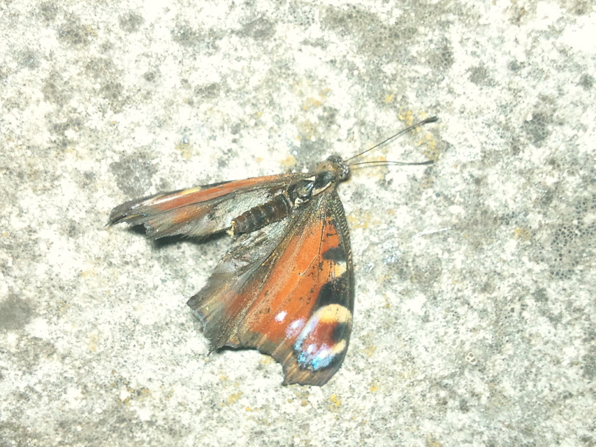 Nymphalis io - nappali pávaszem