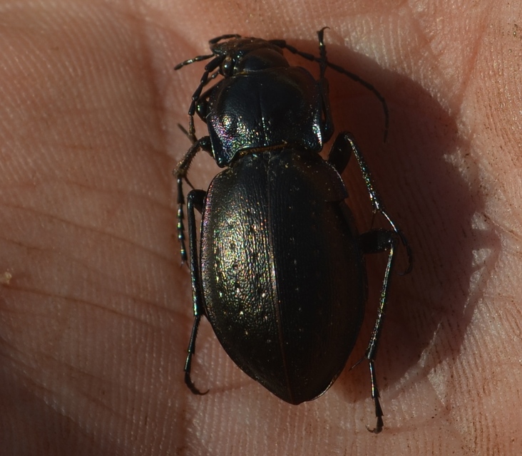 Carabus nemoralis - ligeti futrinka