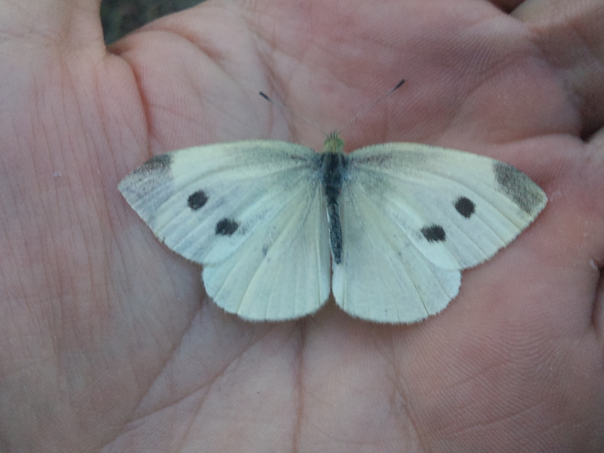 Pieris rapae - répalepke