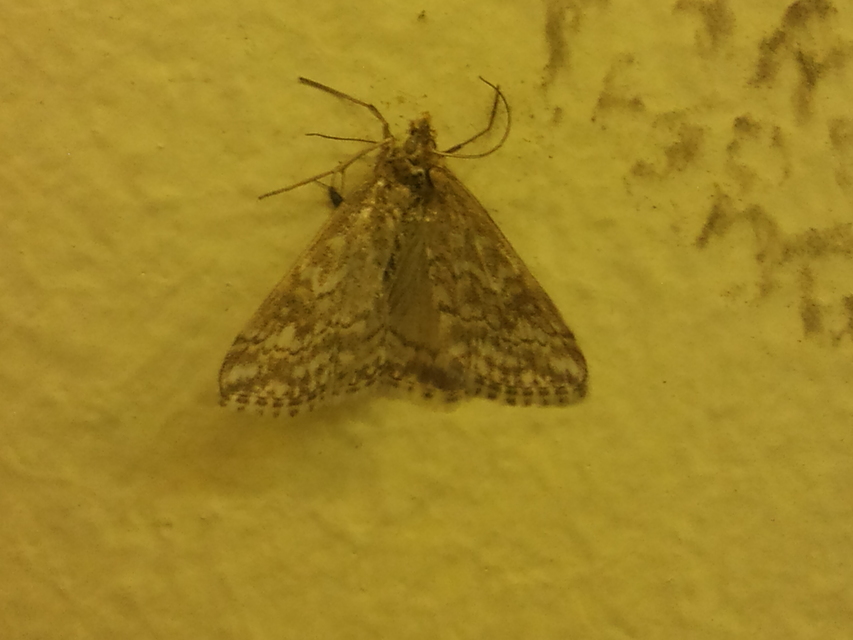 Evergestis frumentalis - tavaszi dudvamoly